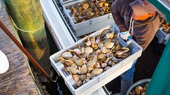 Fishermen loading