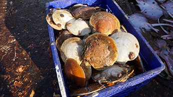 scallops small