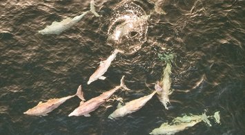 New Data Products Show that Marine Mammal Stocks in North Atlantic Are Highly Vulnerable to Climate Change