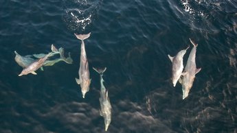 Marine Mammal Stranding Network