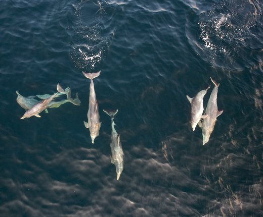Maps Show Marine Mammal Strandings by Season, Species and County