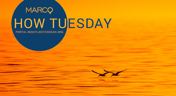 Video Rewind: Marine Life How Tuesday