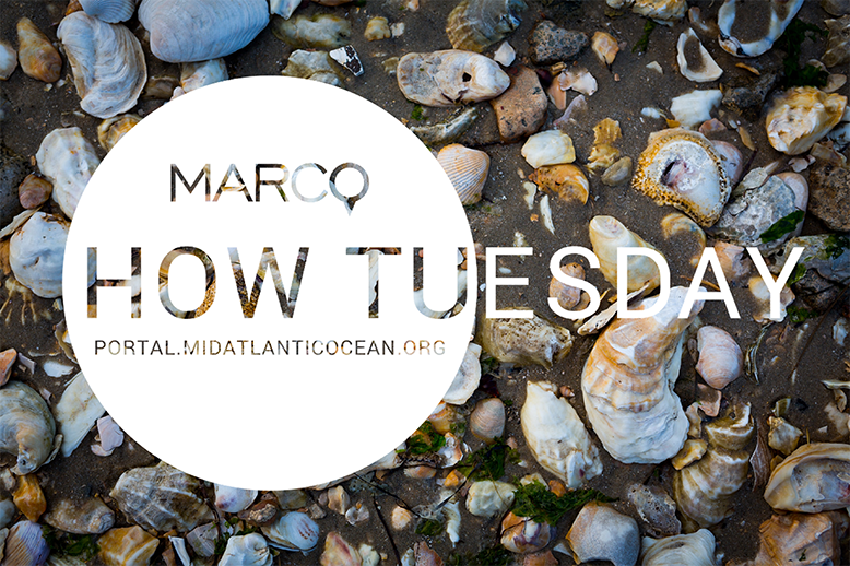 "How Tuesday" text over image of beach shells