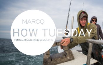 November 2025 How Tuesday: Fishing Data