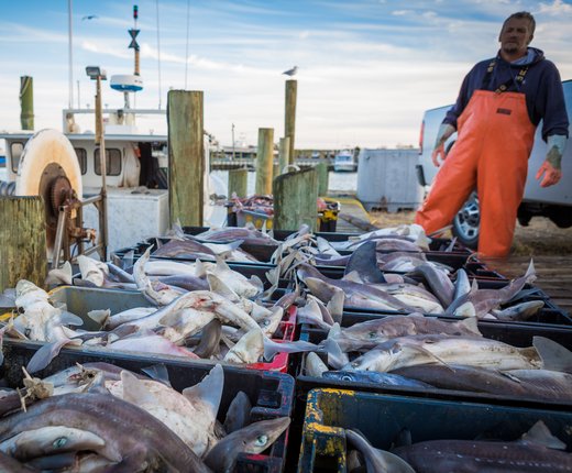 Commercial Fishing Footprints, Transit Density Data Now Online