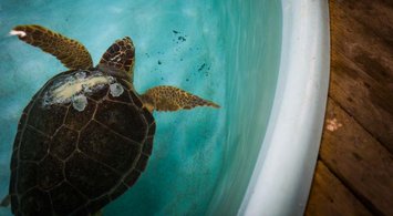Maps Shows Sea Turtle Strandings by Species, Type, Season and Location