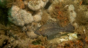 New Fish Biomass Time Series Sliders and Maps Showing Potential Vulnerability of Fish Species to EMF