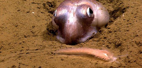 Public webinar on MARCO contracts for data and information to support MidA RPB efforts