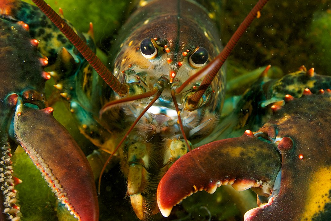 Closeup image of a lobster