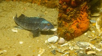 Updated and New Fish Abundance Data from Coastal Trawl Surveys