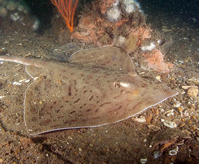 Spring Fish Data Added to Marine Life Library; Marine Mammals Updated