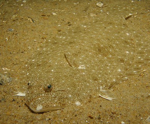 Maps Show Significant Shifts by Mid-Atlantic Fish Species