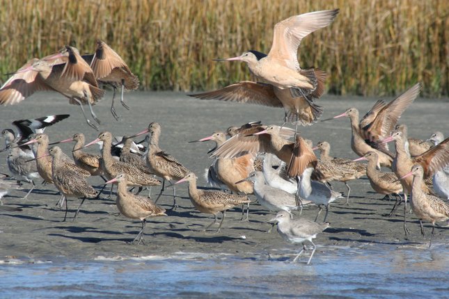 Maryland Mid-Atlantic Ocean Plan Open House