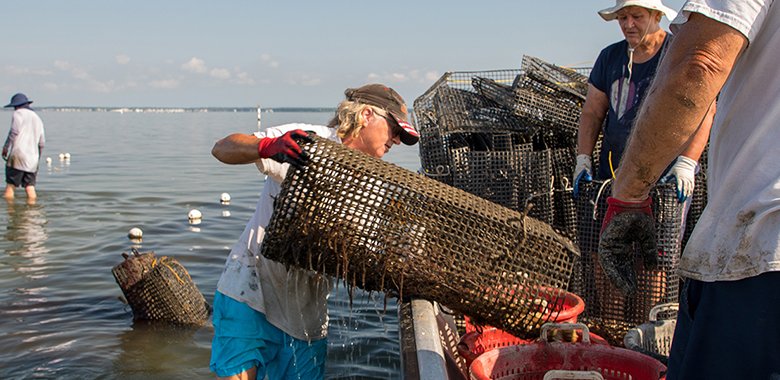 Introducing the Aquaculture Theme