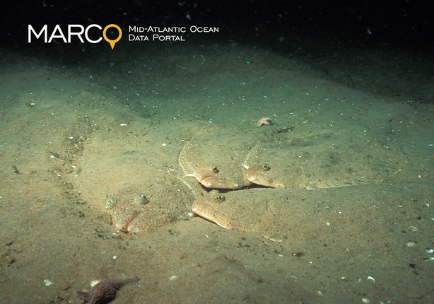 Earth Day Webinar: Shifting Fish Species