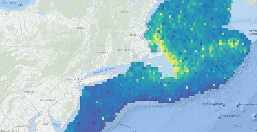 Webinar: Mapping Marine Life on the East Coast