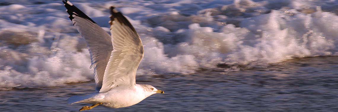 herring gull strip