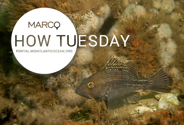 How Tuesday Webinar: Northeast Regional Marine Fish Habitat Assessment Data