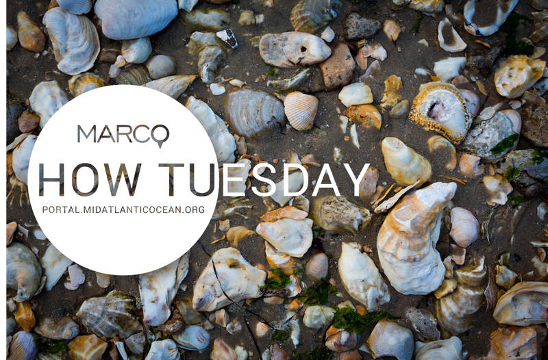 how tuesday logo over shells