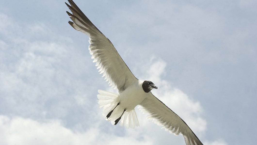 laughing gull