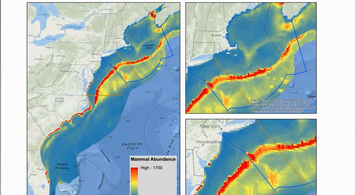 Video Rewind: Marine Life & Data Analysis Team (MDAT) Webinar
