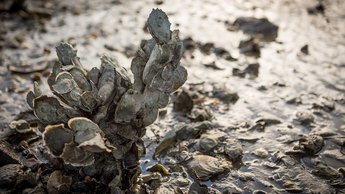 oyster reef virginia