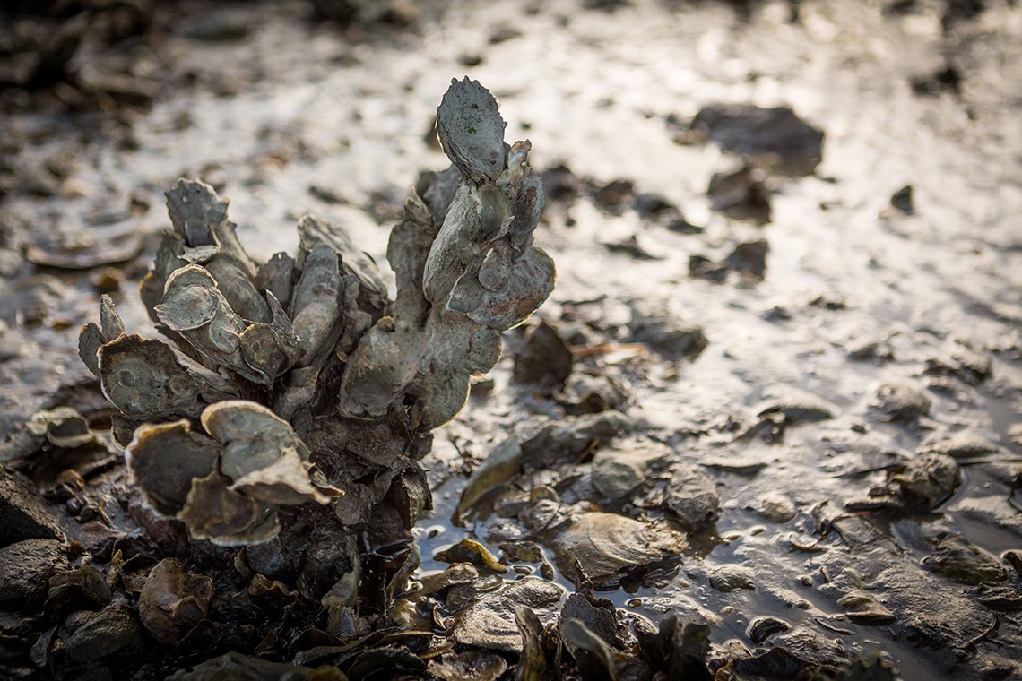 oyster reef virginia