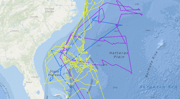 New Avian Movement Data Show Black-Capped Petrel Offshore Foraging Activity
