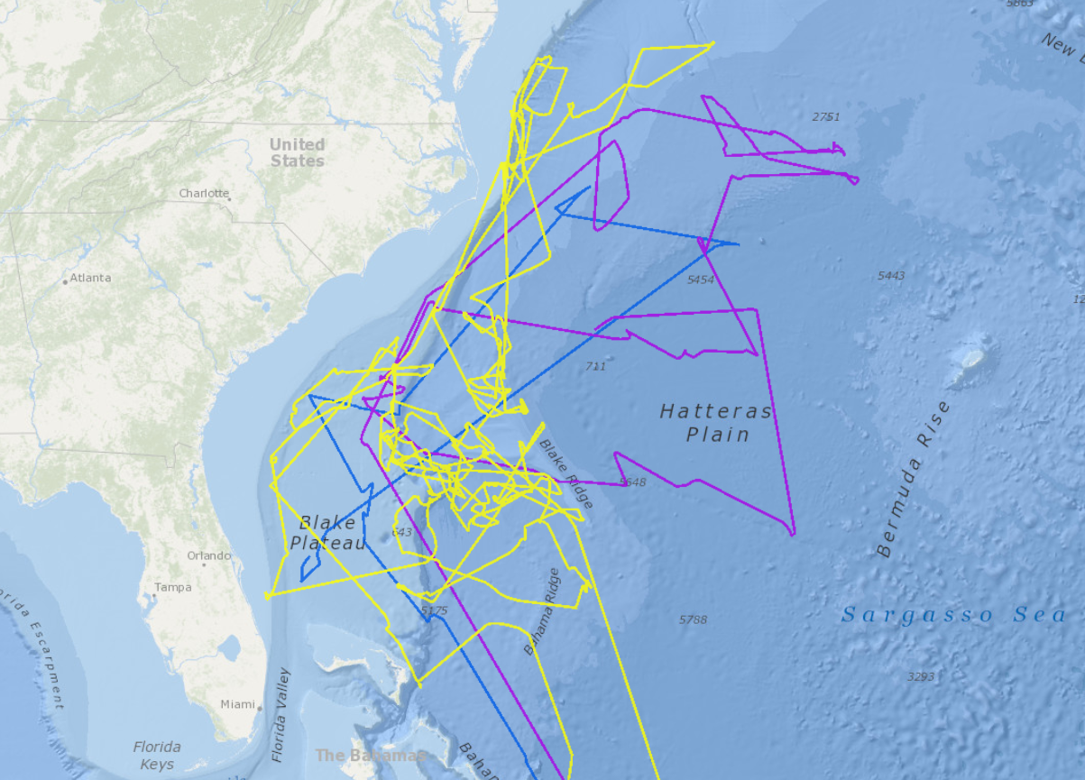 black-capped petrel.PNG