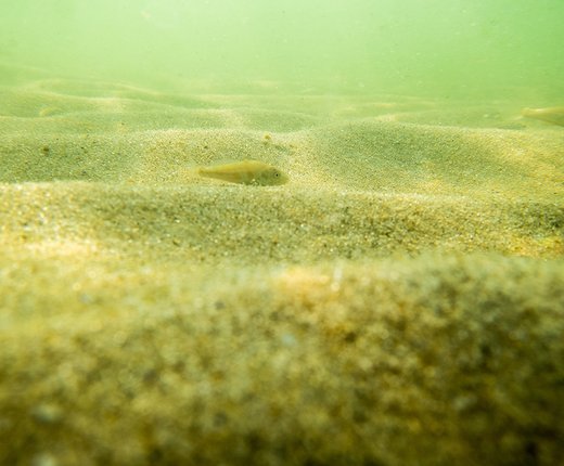 New Maps Depict Probability of Six Substrate Types Along Seafloor