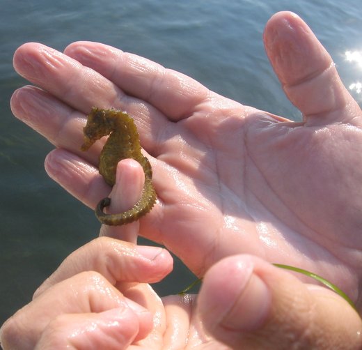 Mid-Atlantic Marine Education Association Annual Conference
