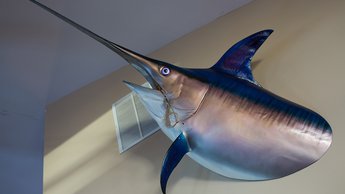 swordfish head