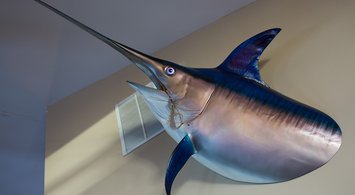 Past and Future Habitat Suitability of Highly Migratory Species