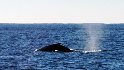 NY whale2