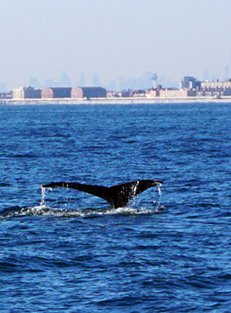 ny humpbacks1
