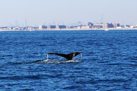 ny humpbacks1