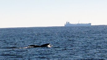 whale and ship