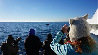 whale watchers