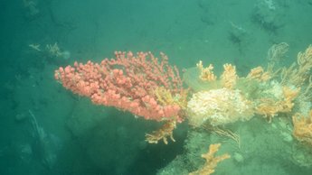 Wilmington pink corals