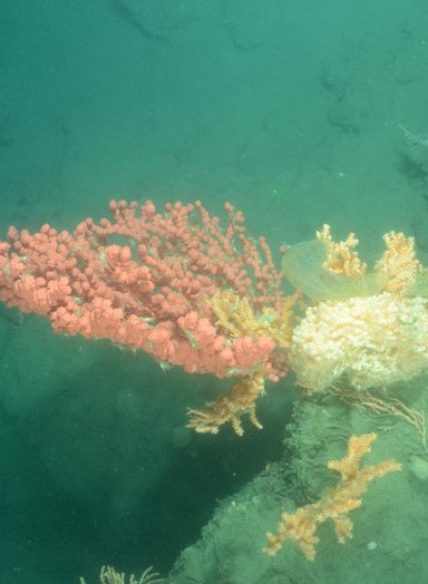 Wilmington pink corals